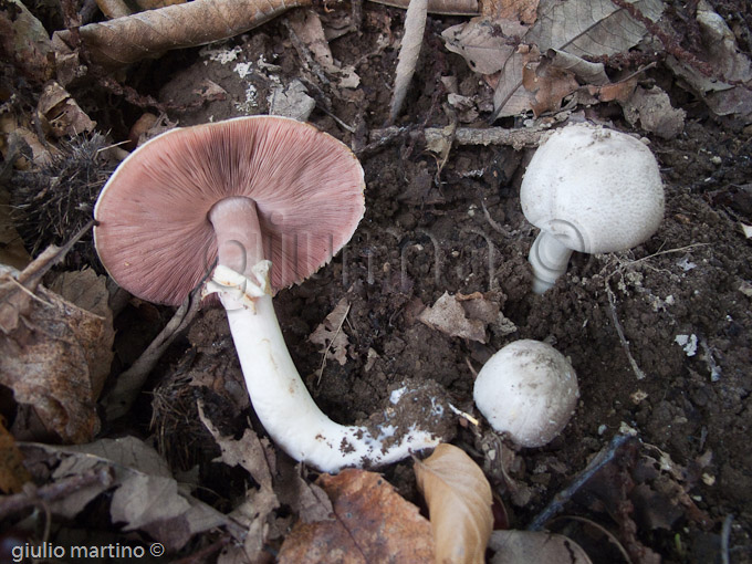 agaricus xanthoderma, prataiolo velenoso