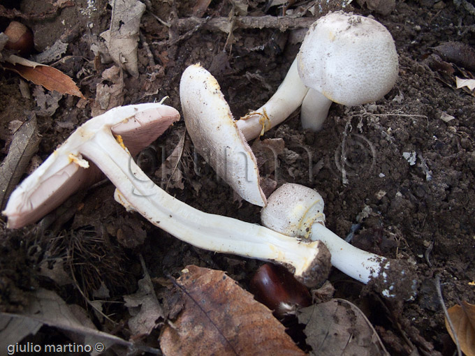 agaricus xanthoderma, prataiolo velenoso