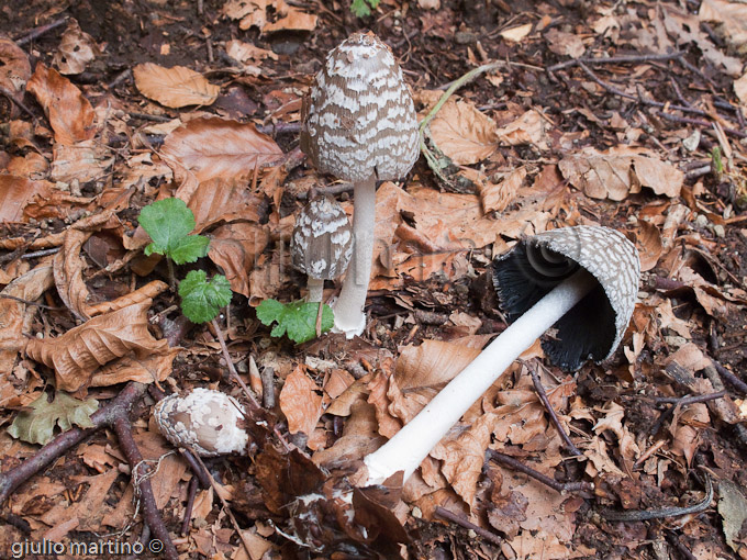 coprinus picaceus