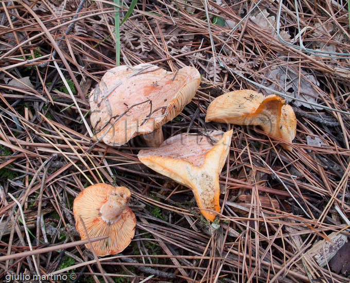 Lactarius deliciosus