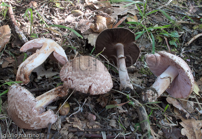 Agaricus cfr. silvaticus