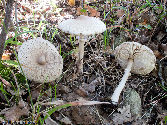 Macrolepiota mastoidea