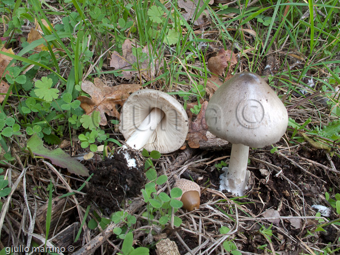 Volvariella gloiocephala