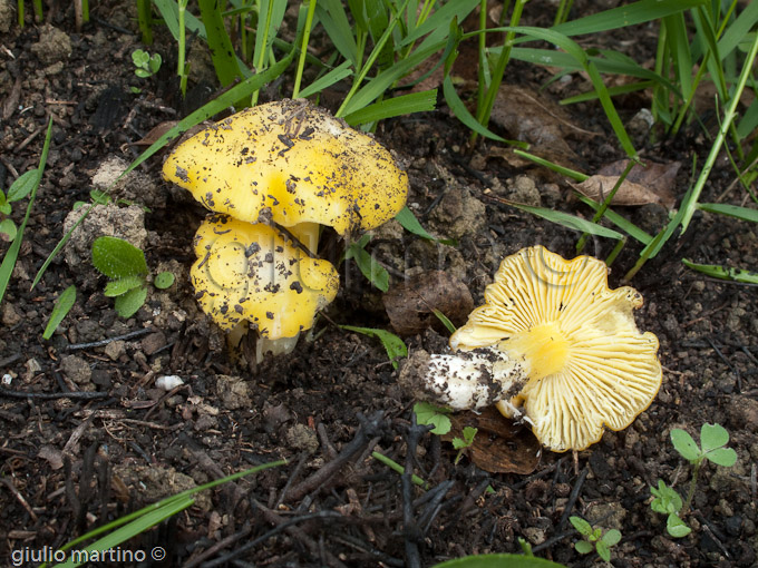 Hygrocybe persistens