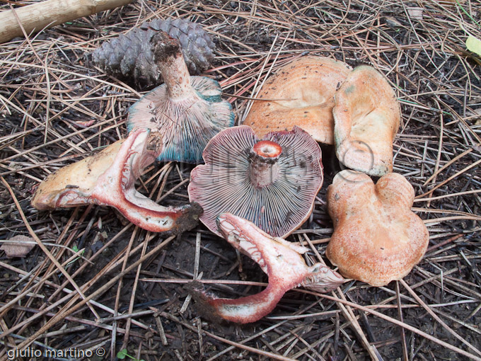 Lactarius sanguiflus