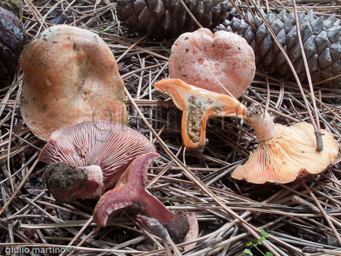 Lactarius sanguiflus e Lactarius deliciosus