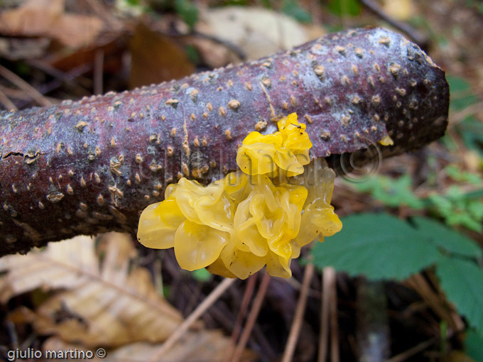 Tremella mesenterica