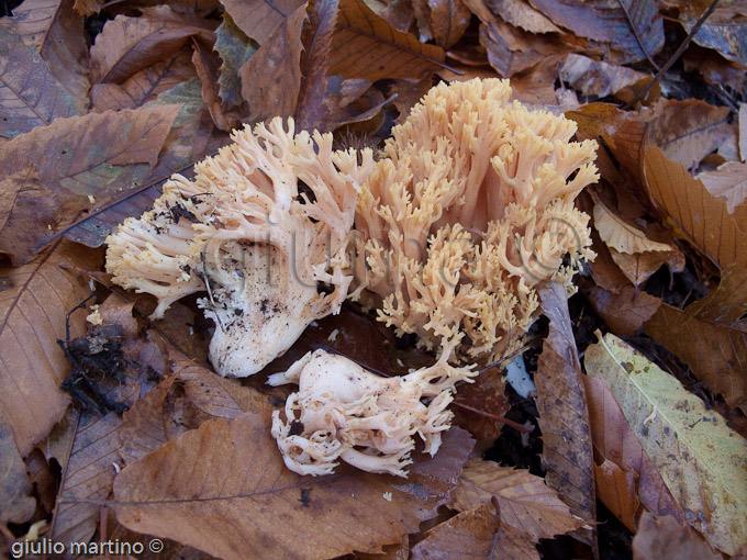 Ramaria sp.