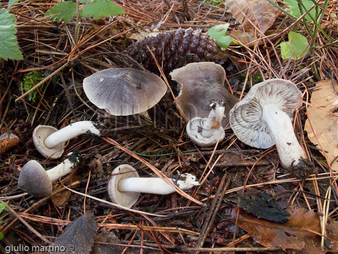 Tricholoma cfr. scalpturatum