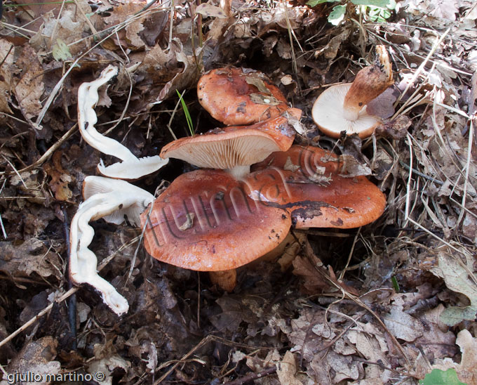 Tricholoma ustaloides