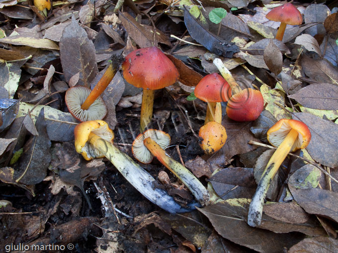 Hygrocybe conica