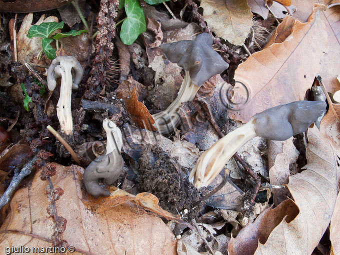 Helvella lacunosa