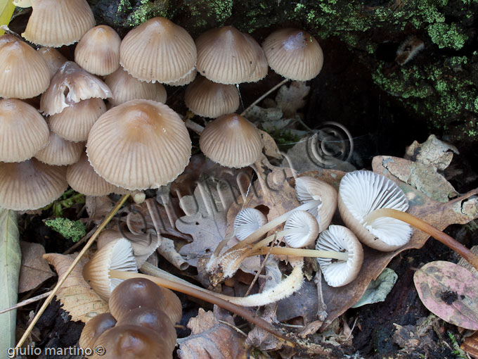 Mycena sp.