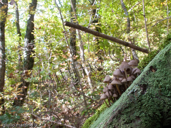 Mycena haematopus