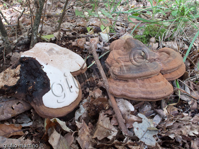 Ganoderma cfr. applanatum