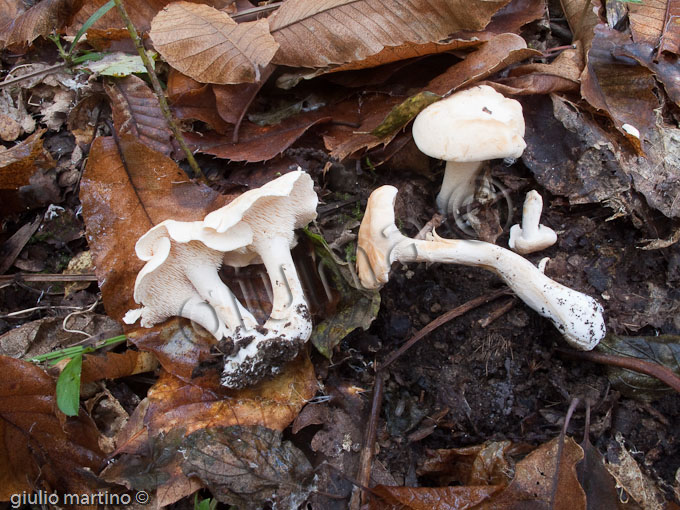 Hydnum repandum, steccherino dorato