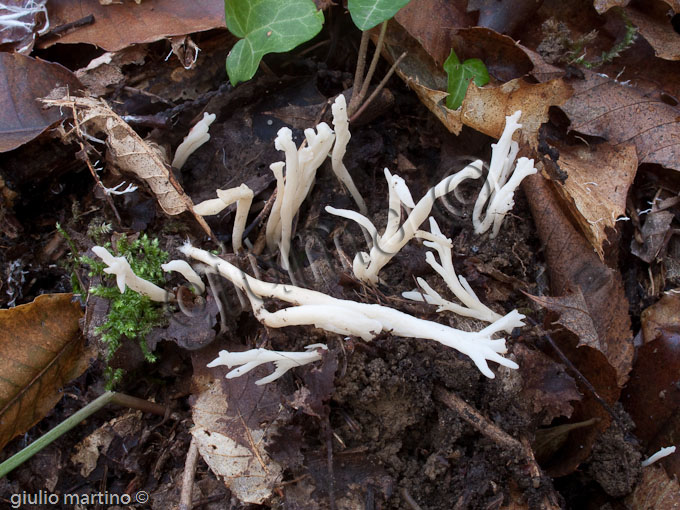 Clavulina rugosa