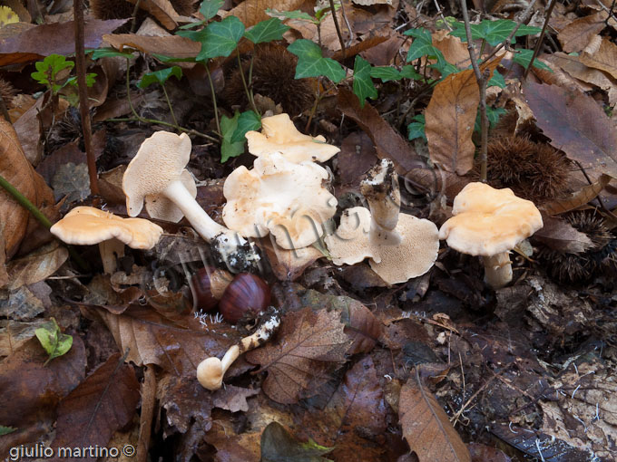 Hydnum rufescens, steccherino