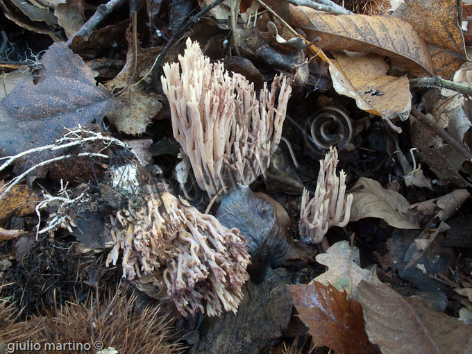 Ramaria sp.