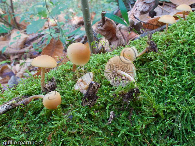 Galerina sp.