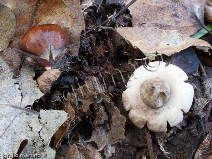 Geastrum fimbriatum