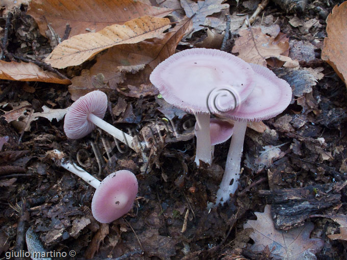 Mycena rosea