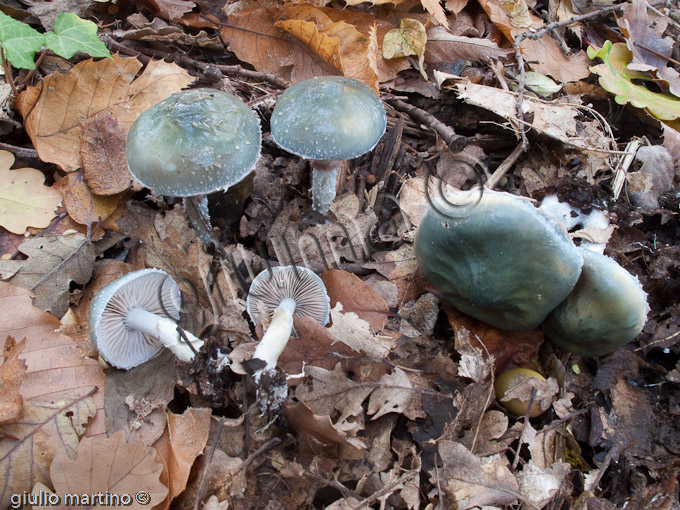 Stropharia aeruginosa