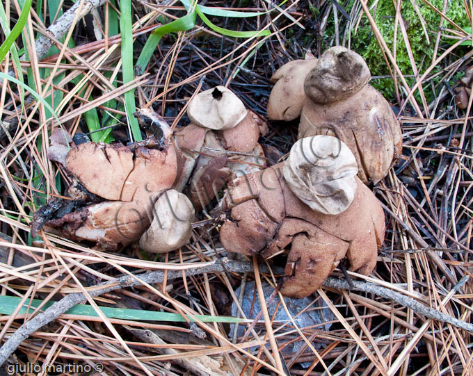 Geastrum rufescens