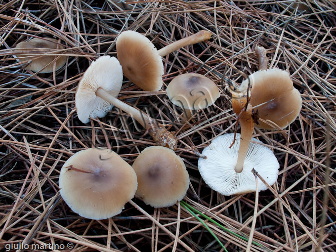 Collybia butyracea