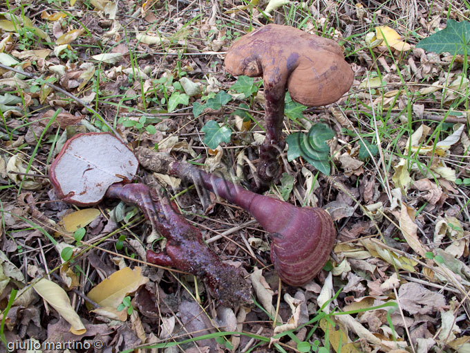 Ganoderma  lucidum