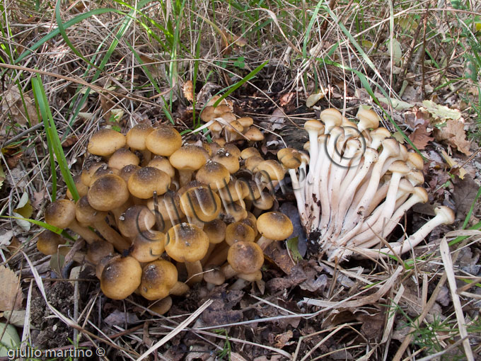 Armillaria mellea