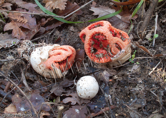 Clathrus ruber