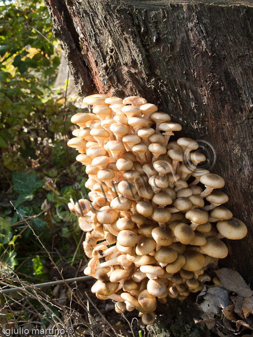 Armillaria mellea, chiodino