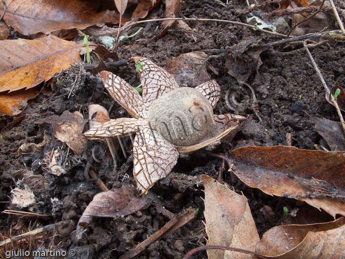 Astreus hygrometicus, fungo barometro