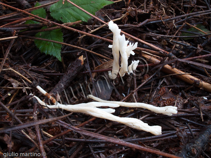 Clavulina rugosa