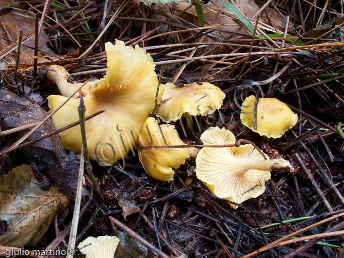 Cantharellus cibarius