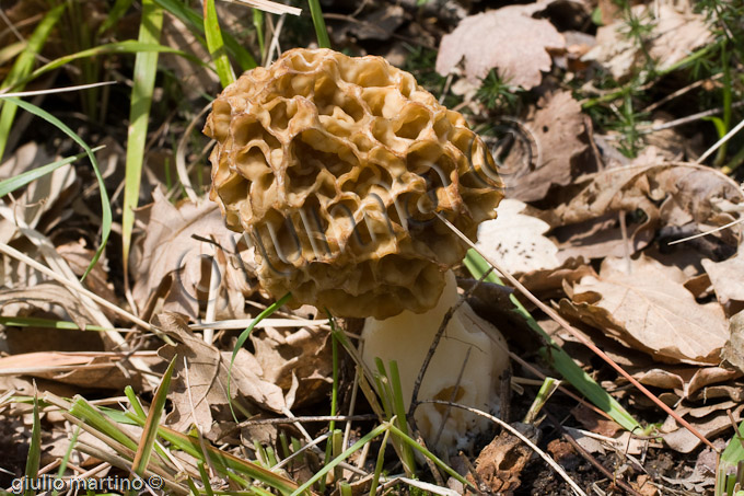 Morchella esculenta, spugnola