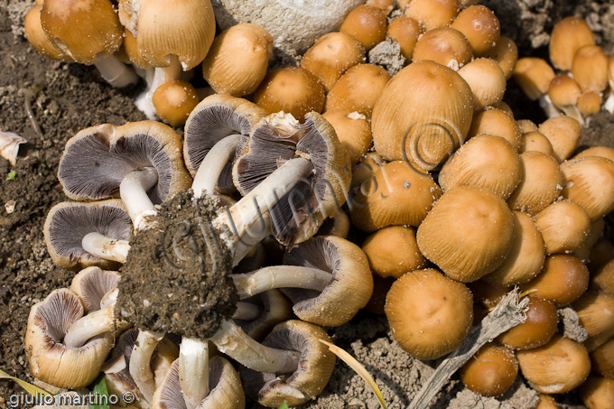 Coprinus sp.