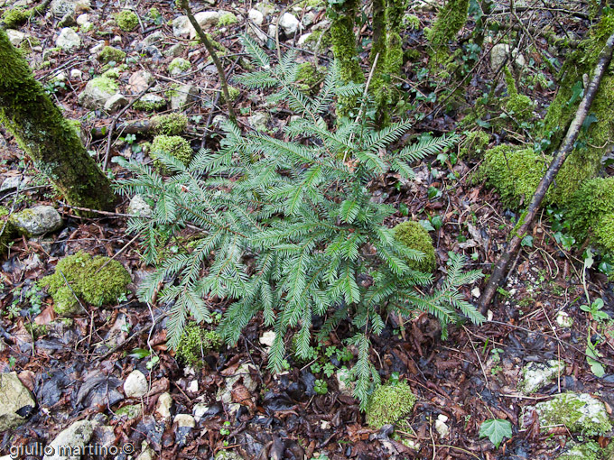 tasso - Taxus baccata L.