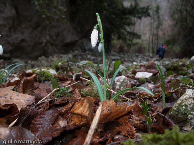 bucaneve - Galanthus nivalis