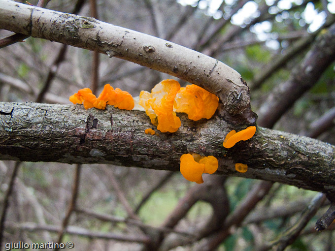 Tremella mesenterica