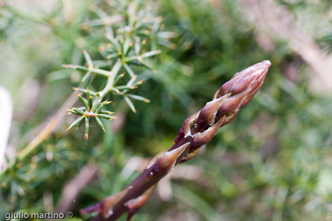 Asparagus acutifolius