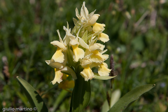 Dactylorhiza sambucina (L.) Soò, Orchidea sambucina, Giglio sambucino