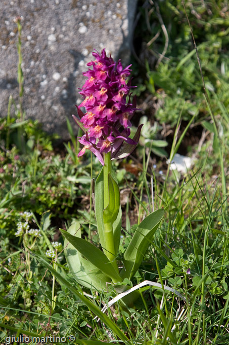 Dactylorhiza sambucina (L.) Soò, Orchidea sambucina, Giglio sambucino