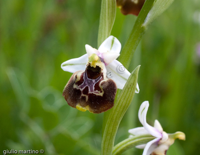 Ophrys fuciflora, Orchidea calabrone