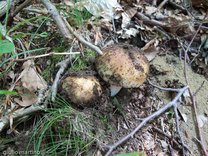 qualche russula sempre presente