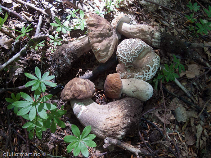 Boletus aestivalis (sibari)