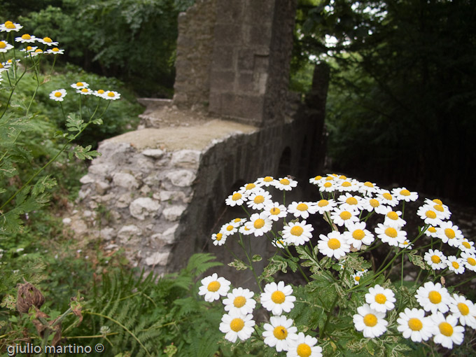 Tanacetum parthenium, tanaceto partenio