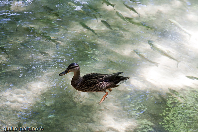 Parco Nazionale Krka