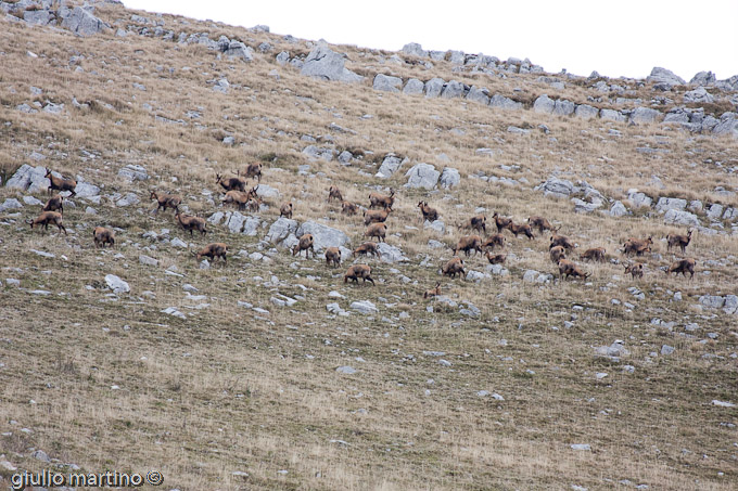 Camoscio d'Abruzzo (Rupicapra pyrenaica ornata)